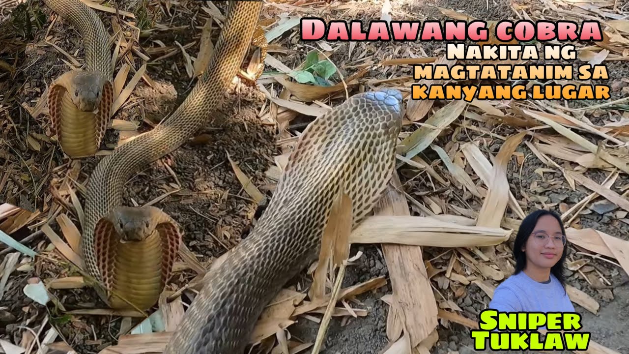 Dalawang Cobra nakita ng magtatanim sa kanyang lugar.