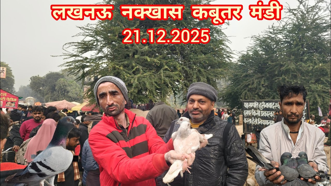 लखनऊ नक्खास कबूतर मंडी  new update video 21.12.2025  #pigeon #kabootar 