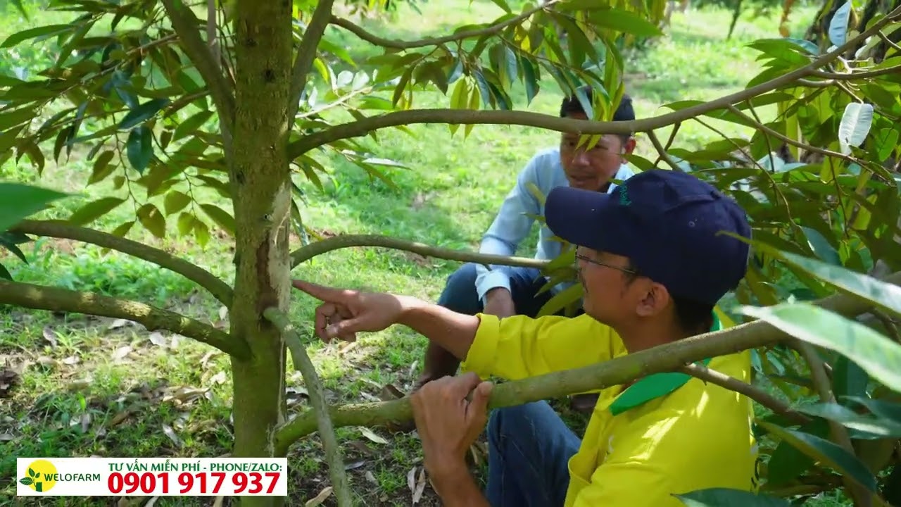 Giải pháp quản lý rầy hiệu quả trên sầu riêng