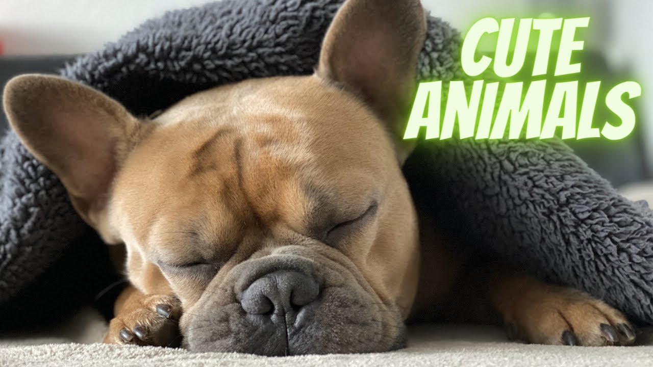 Cute creatures-Cute animals-Animal world of life. Милые создания-Мир животных. Tatlı hayvanlar.