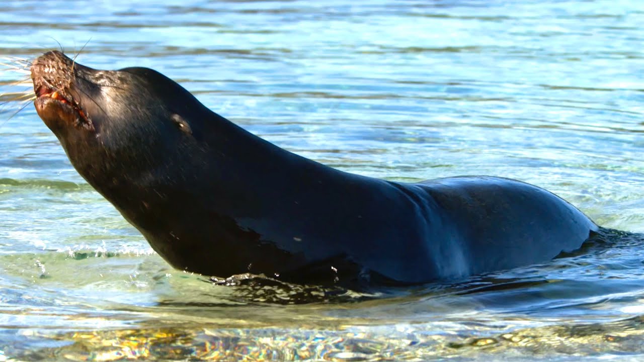 Sea Lions vs Galapagos Sharks Hunting Brawl I Behind the Scenes | Blue Planet II I BBC Earth