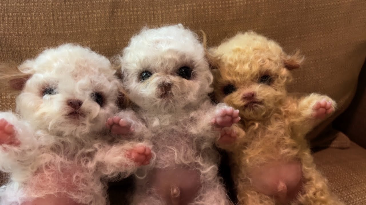 A litter of silicone puppies!