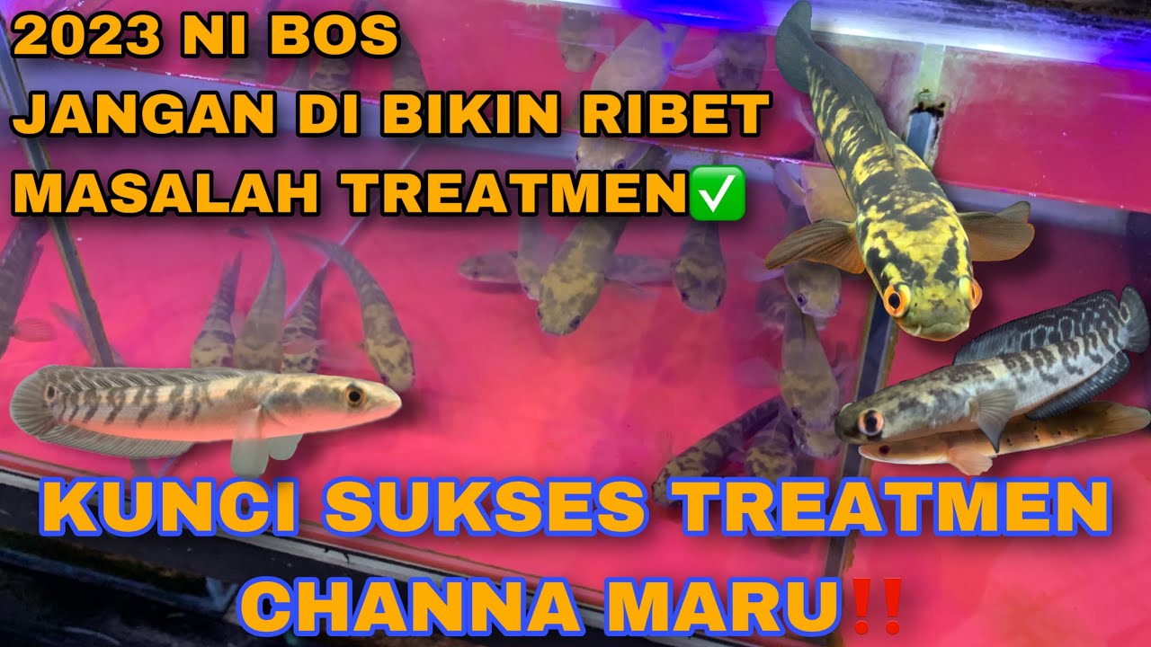 KUNCI TREATMEN MARU 2023‼️GAMPANG POLL‼️ DARI OMBYOK STRES ‼️#channamaru #maru