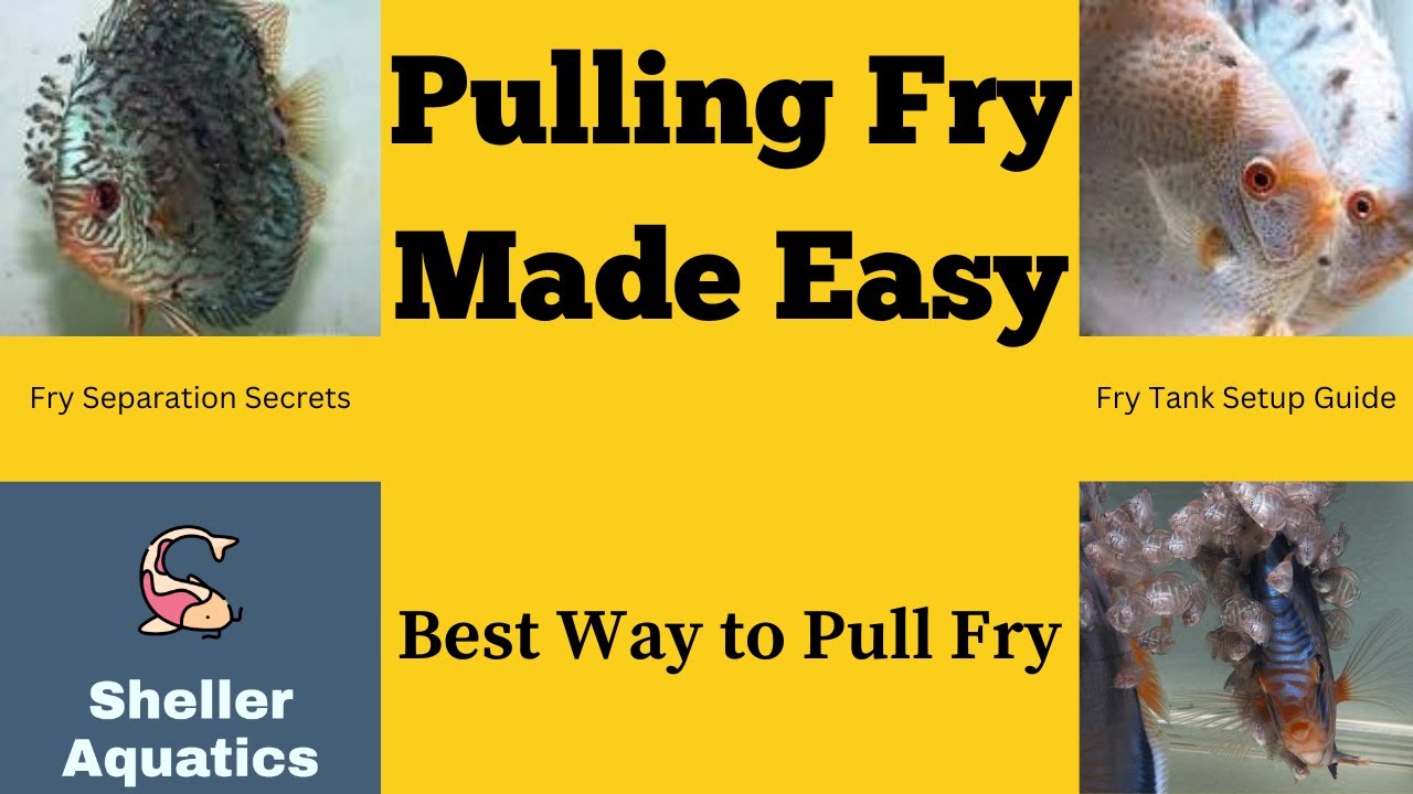 How to Pull Fry from Parents for Optimal Grow Out: Complete Guide to Raising Healthy Discus Fry