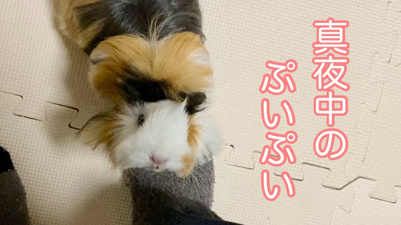 モルモット【真夜中のぷいぷいも可愛い🩷】Midnight puipui is also cute🩷