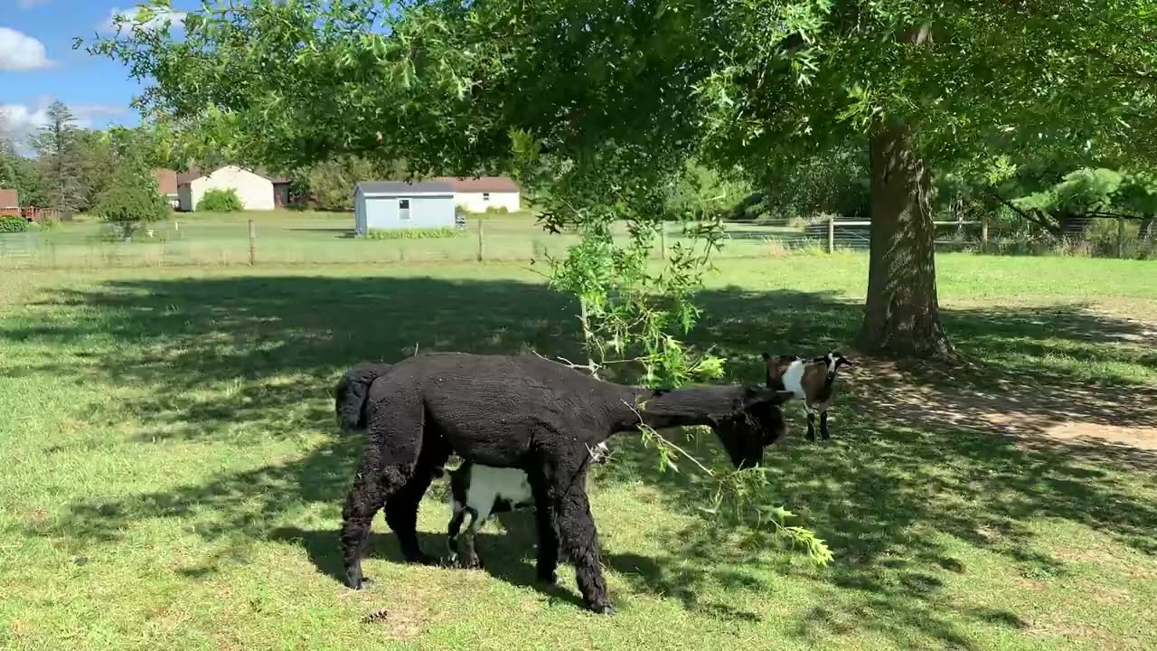 Alpaca and goats working together to eat from the tree 