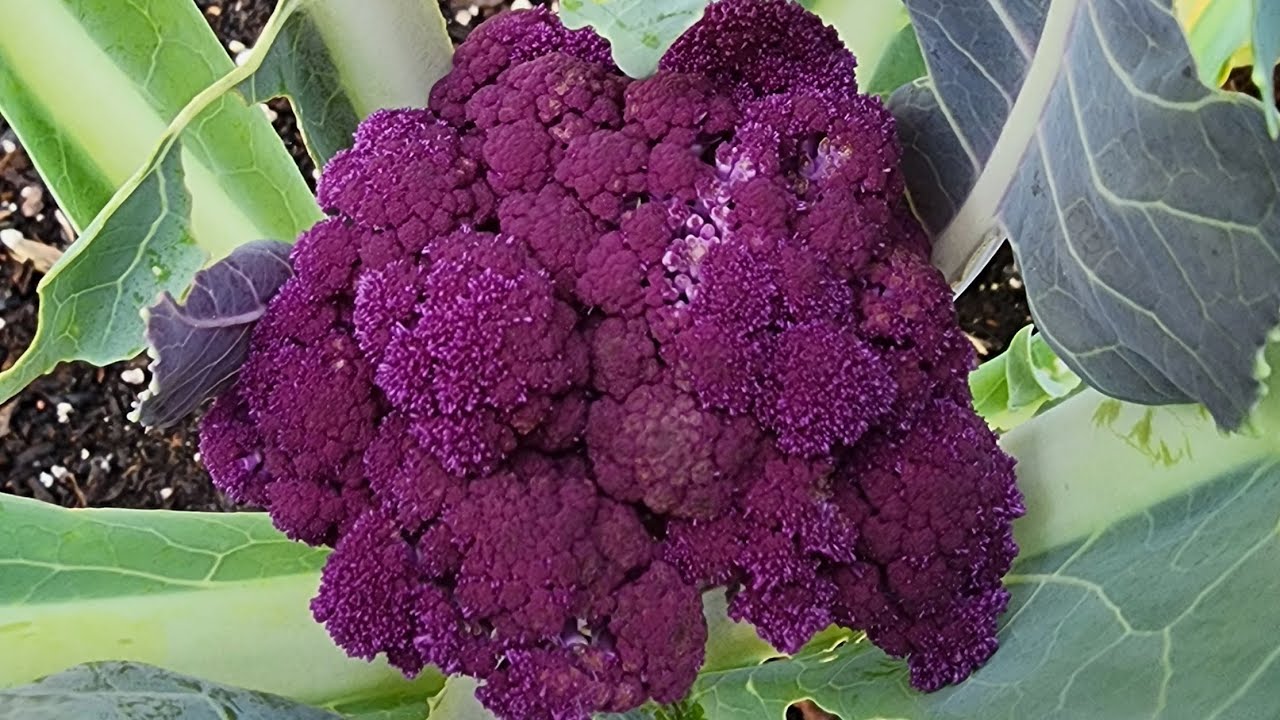 July 2025 - Garden Update