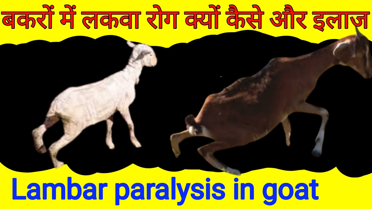 Lumbar paralysis in goat | bakri ke lakwa ka ilaaj