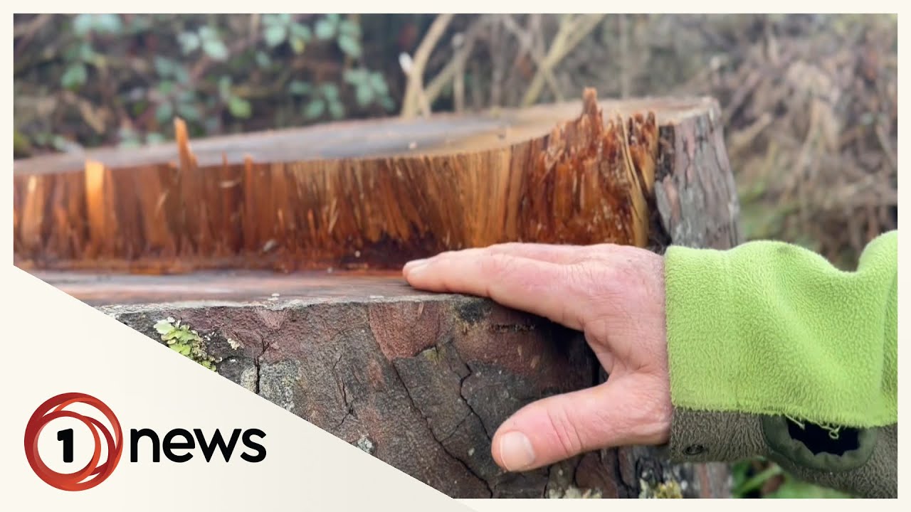 Exclusive: Criminals felling ancient native trees, selling for profit