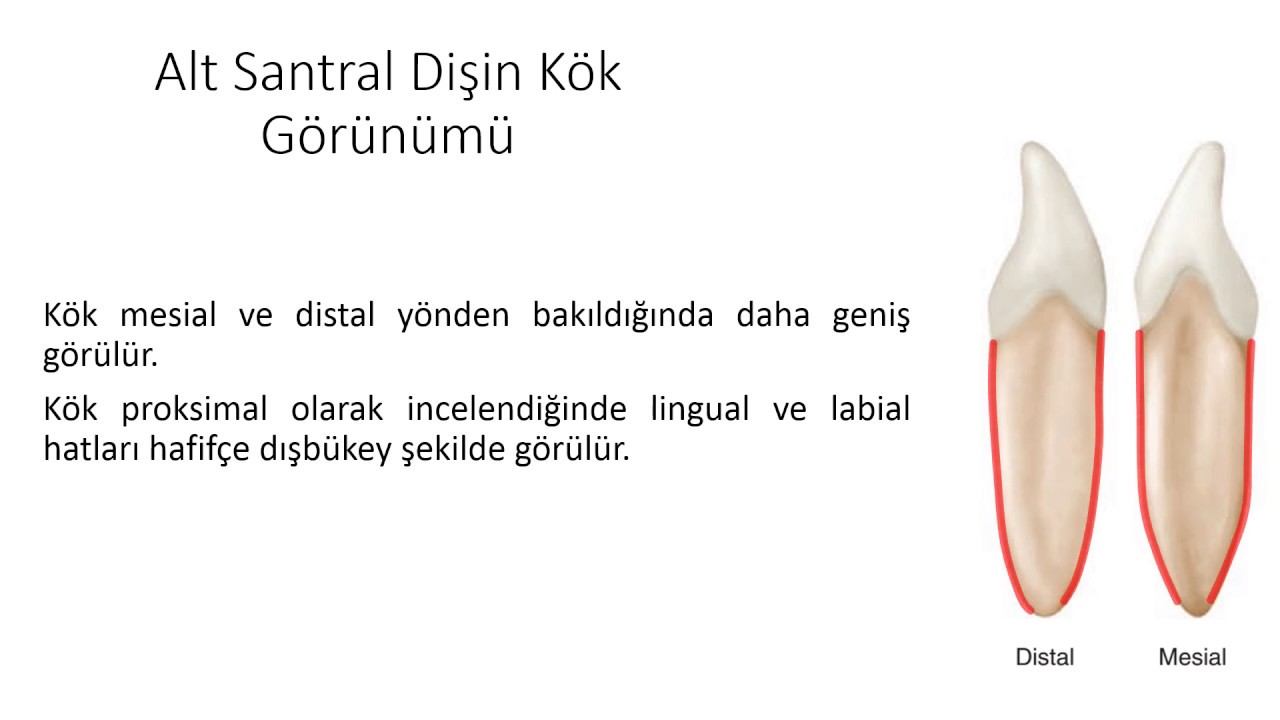 MANDIBULAR CENTRAL INCISOR-ALT SANTRAL DİŞ-DERS 8