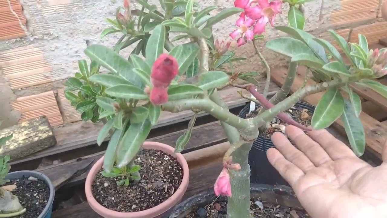 Meu lindo jardim 