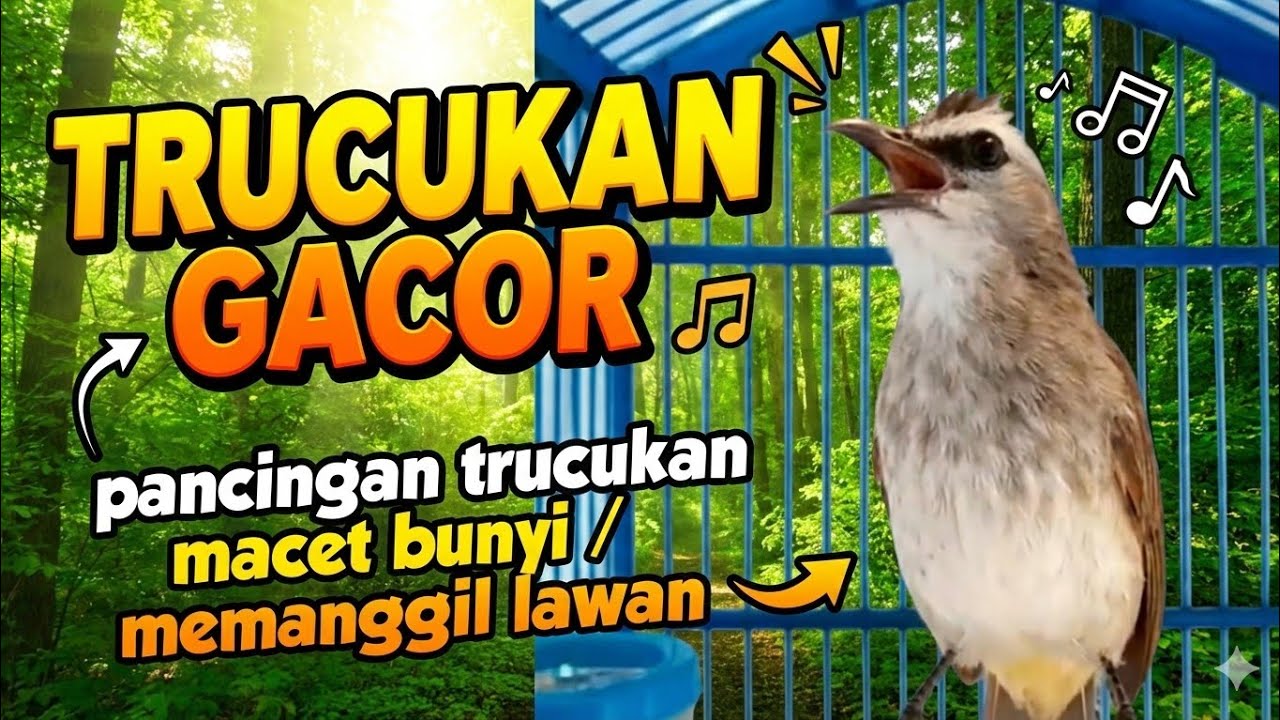 Suara Turcuk Memanggil Lawan/Teman, Trucukan Macet Bunyi, trucukan gacor
