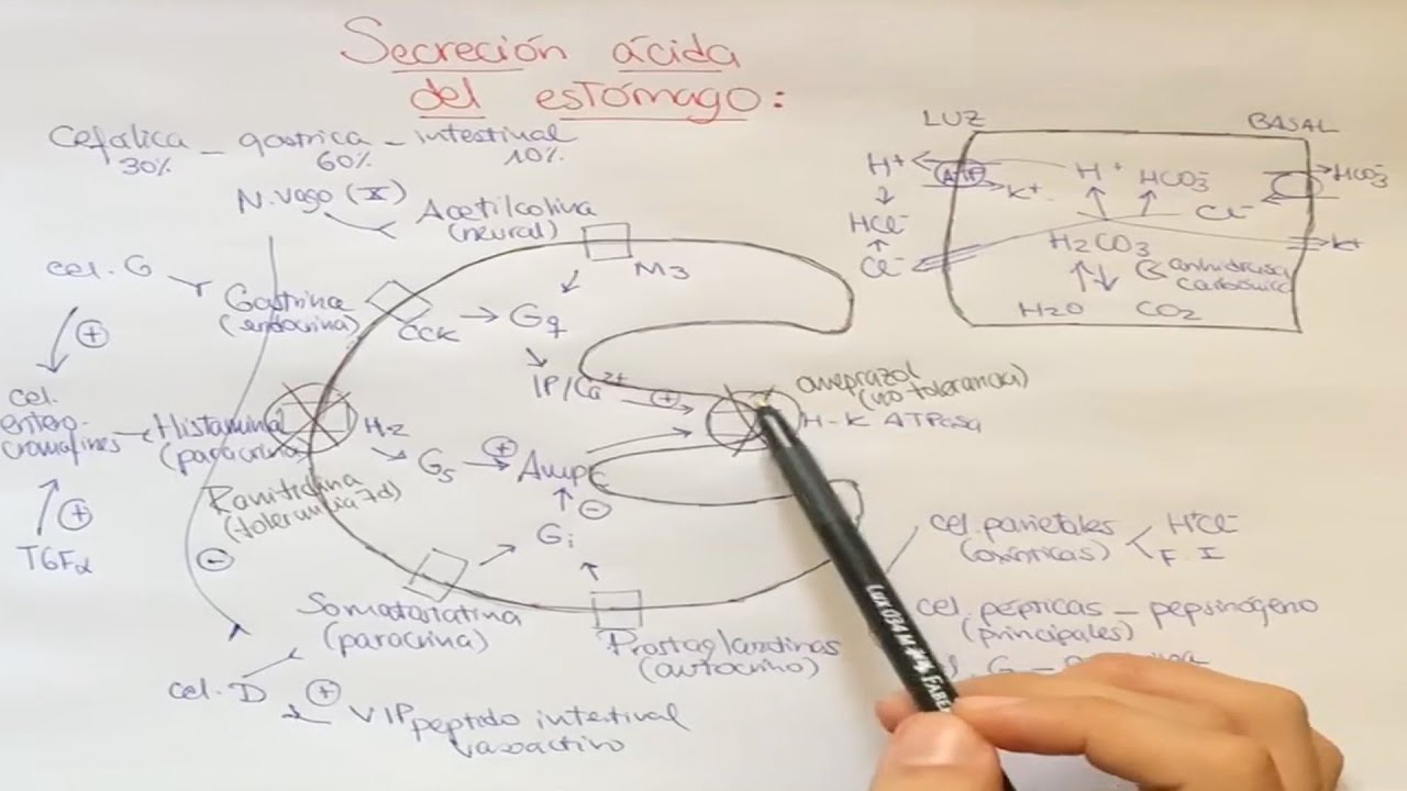 Secreción ácida del estómago