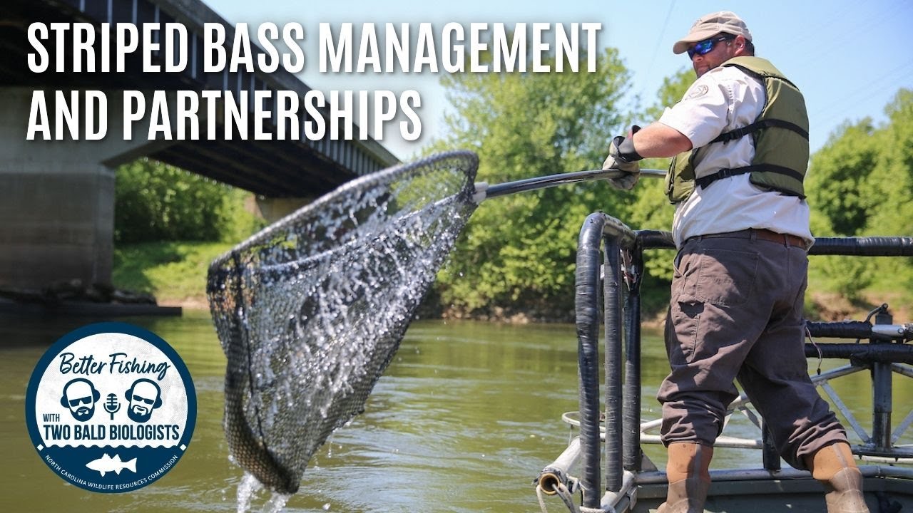 Striped Bass Management and Partnerships