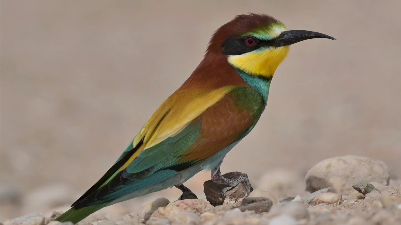 European bee-eater الوروار الأوروبي -آكل النحل (الصقرقع)