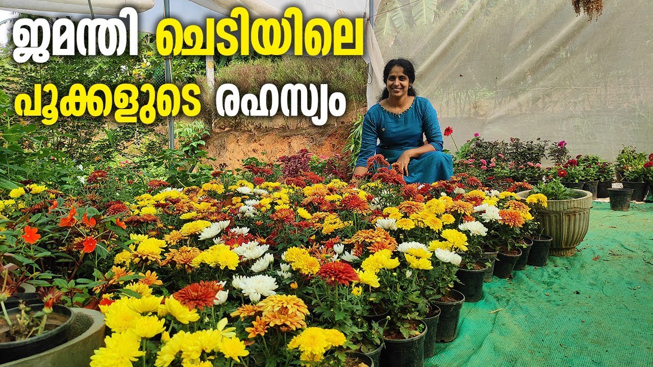 ജെമന്തി ചെടി റെഡി ആയിട്ടുണ്ട് /sale