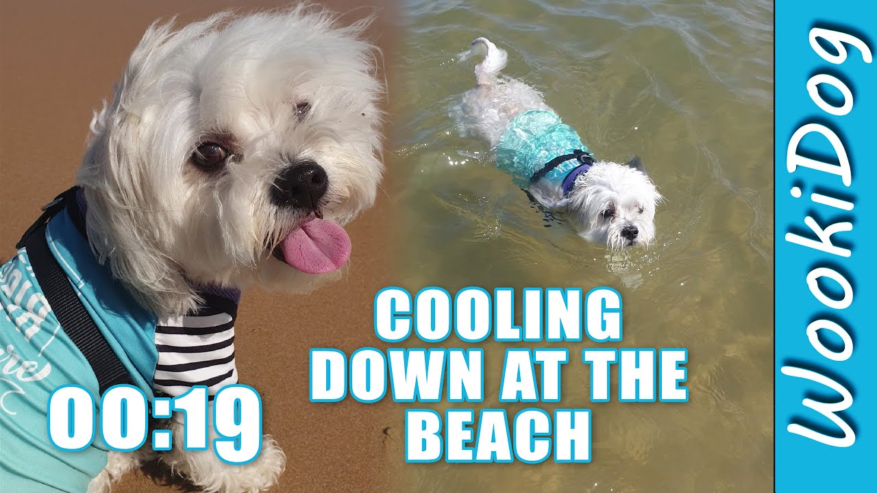 Malshi Dogs Beach COOL Down, Wookidog [Maltese Shih Tzu mix] #shorts
