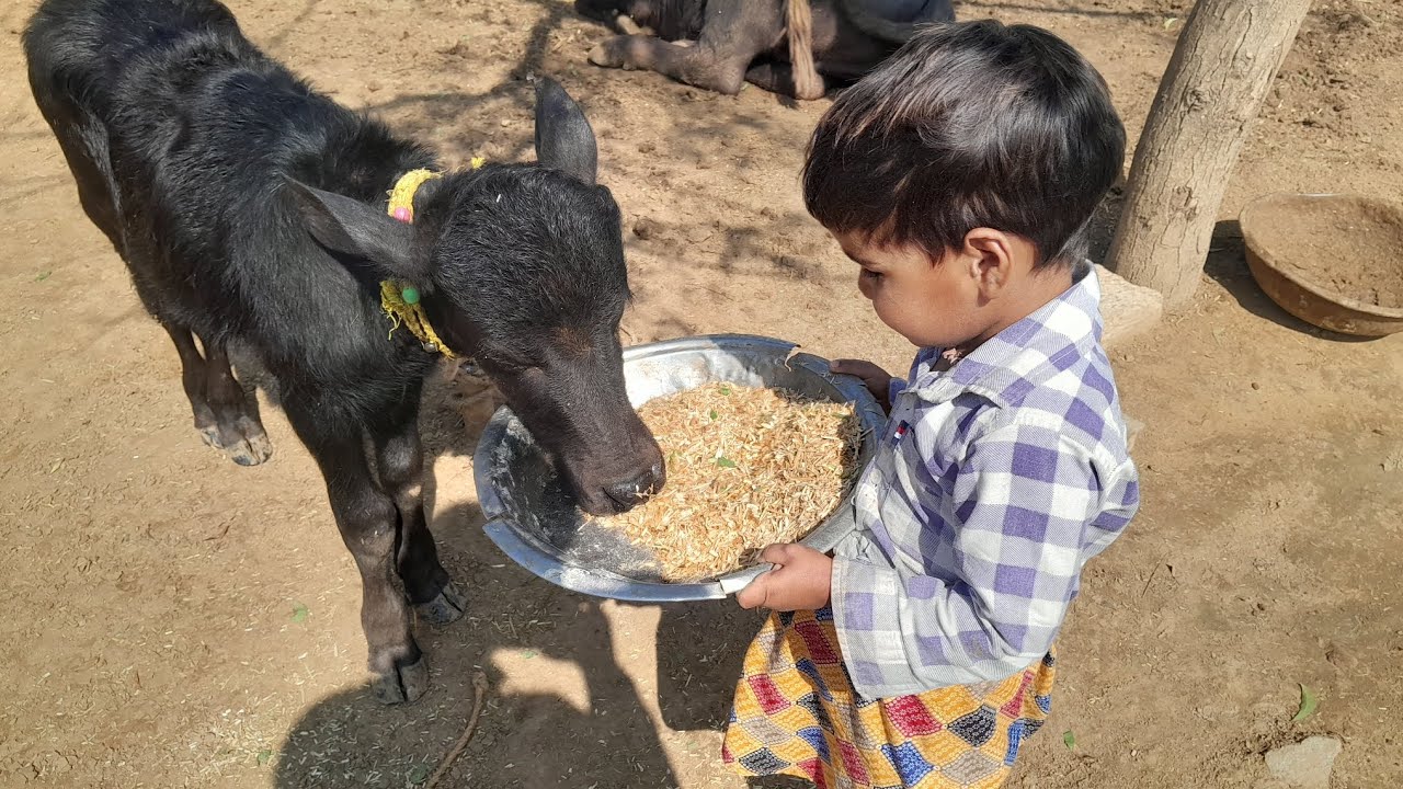 हाथो से चराया 🥰 chammu ने 