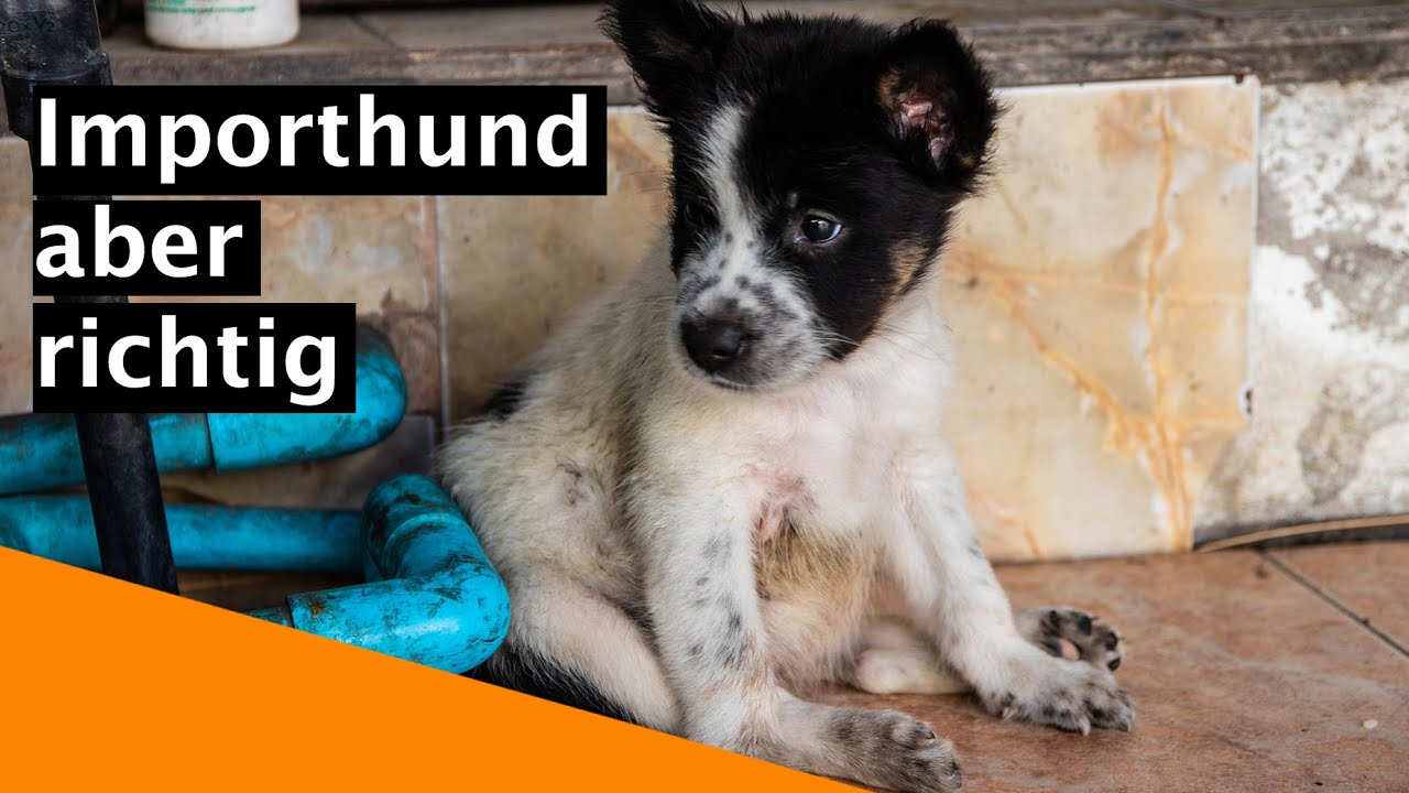 Wie rette ich einen Hund aus dem Ausland richtig? Tipps vom Tierarzt f&uuml;r eine ethische Adoption