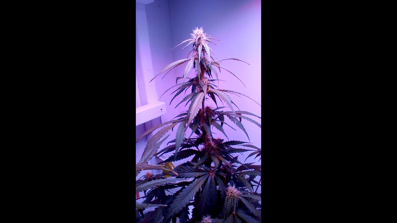 Viparspectra 300- Autoflowers- Day 44