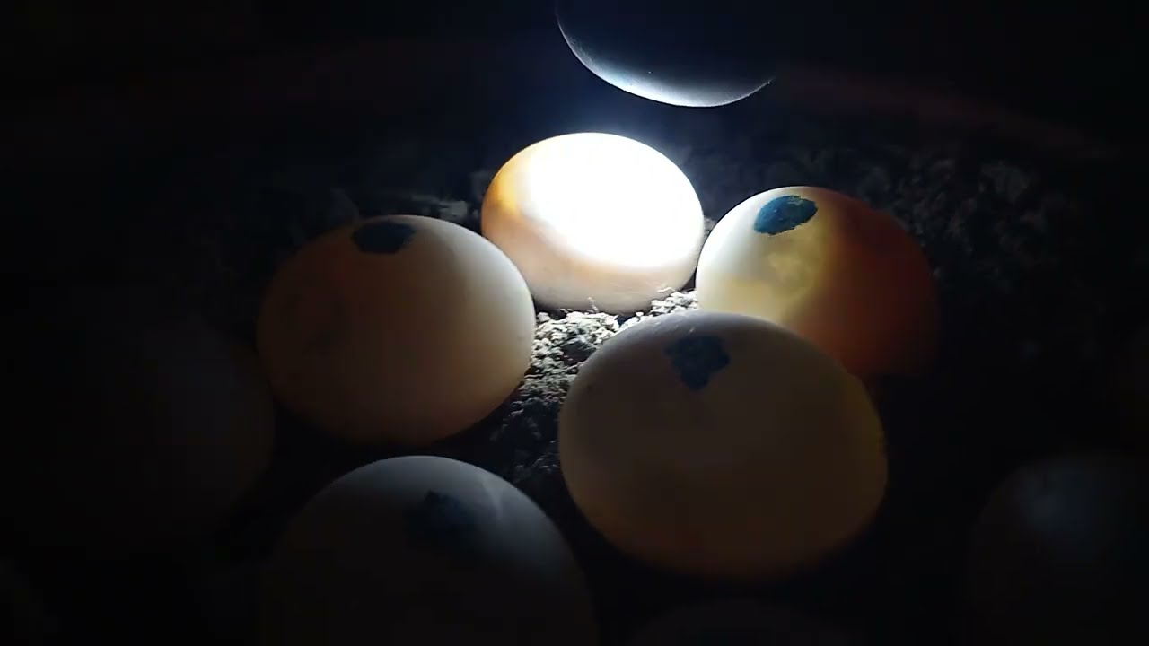 Lampada per la speratura delle uova di tartaruga - Borotto - Tartarughe hermanni🔦🐣🐢👀