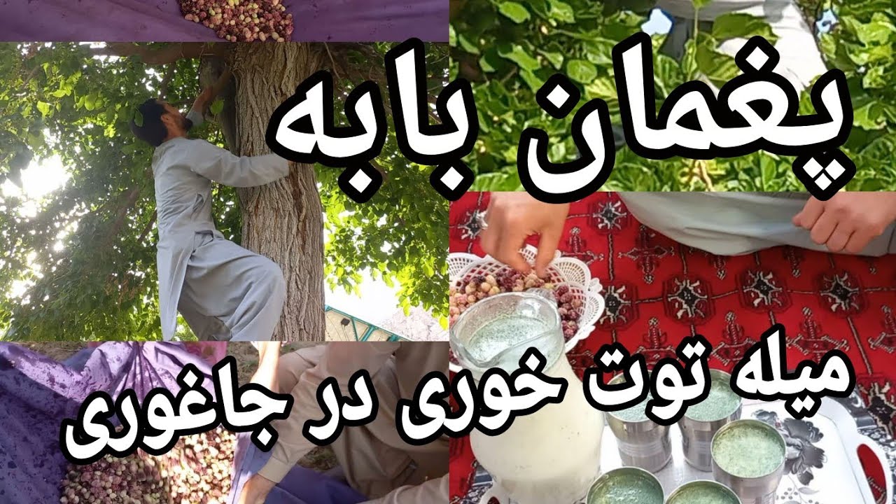 پغمان بابه. میله توت خوری.