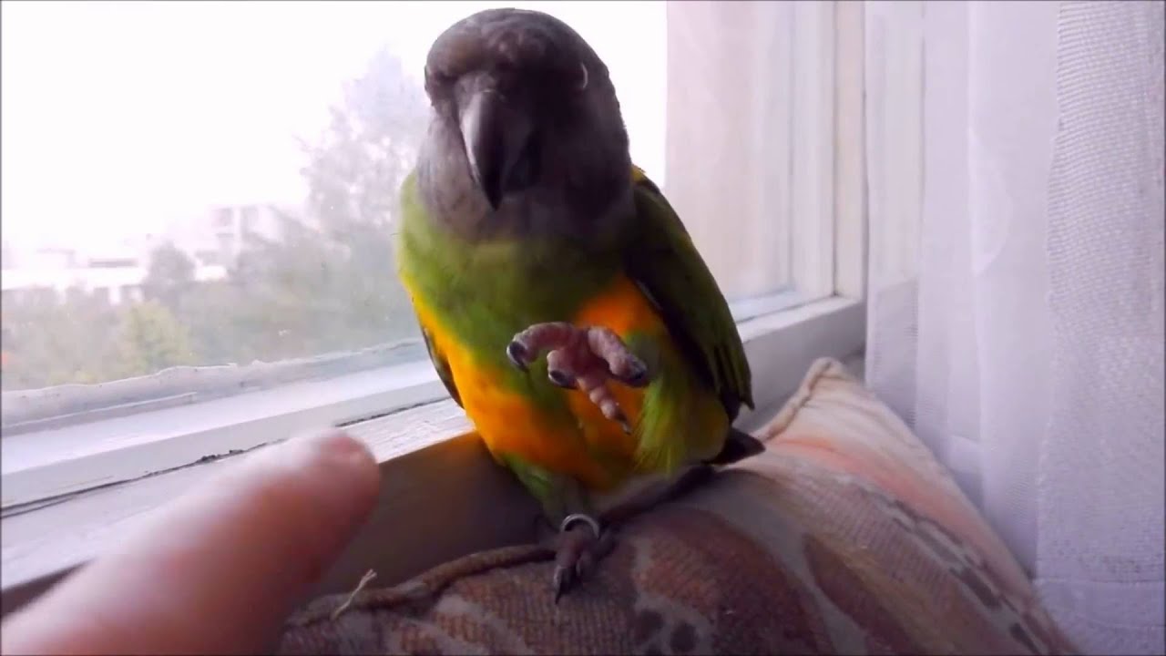 Mazliv&yacute; papou&scaron;ek senegalsk&yacute; p&iacute;sk&aacute;, pusinkuje a m&aacute;v&aacute; (cute senegal parrot)