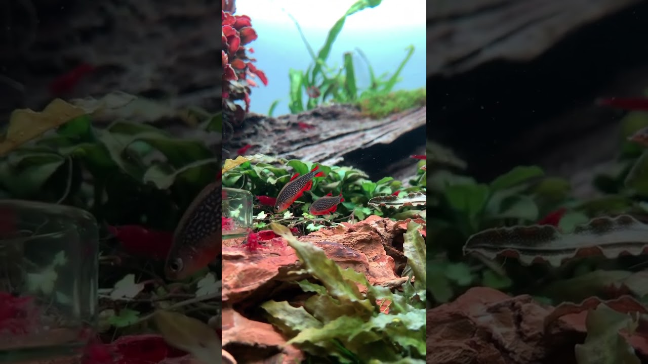 Shrimps 🦐 & Galaxy rasbora 🔴 best fish tank combinations
