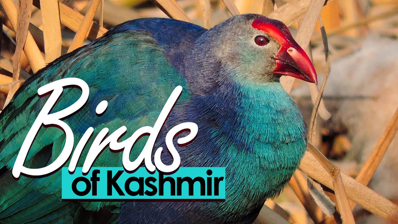 BIRDS OF KASHMIR | with NAMES