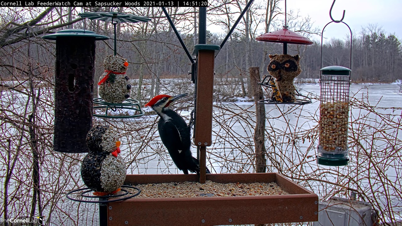 Male Pileated Woodpecker Dwarfs Other Visitors At Cornell Feeders – Jan. 13, 2021