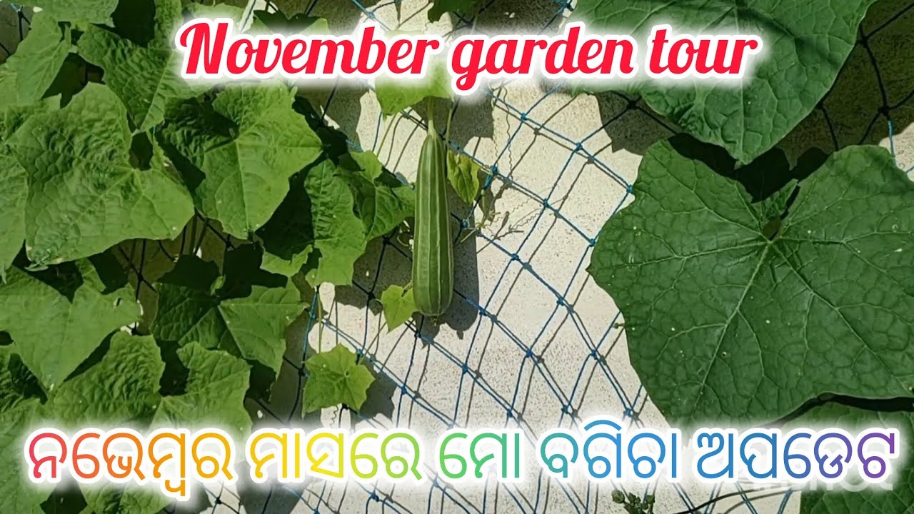 ଶୀତ ପୂର୍ବର ମୋ ବଗିଚାରେ କଣ ସବୁ ଚାଲିଛି ଦେଖନ୍ତୁ। November garden tour 