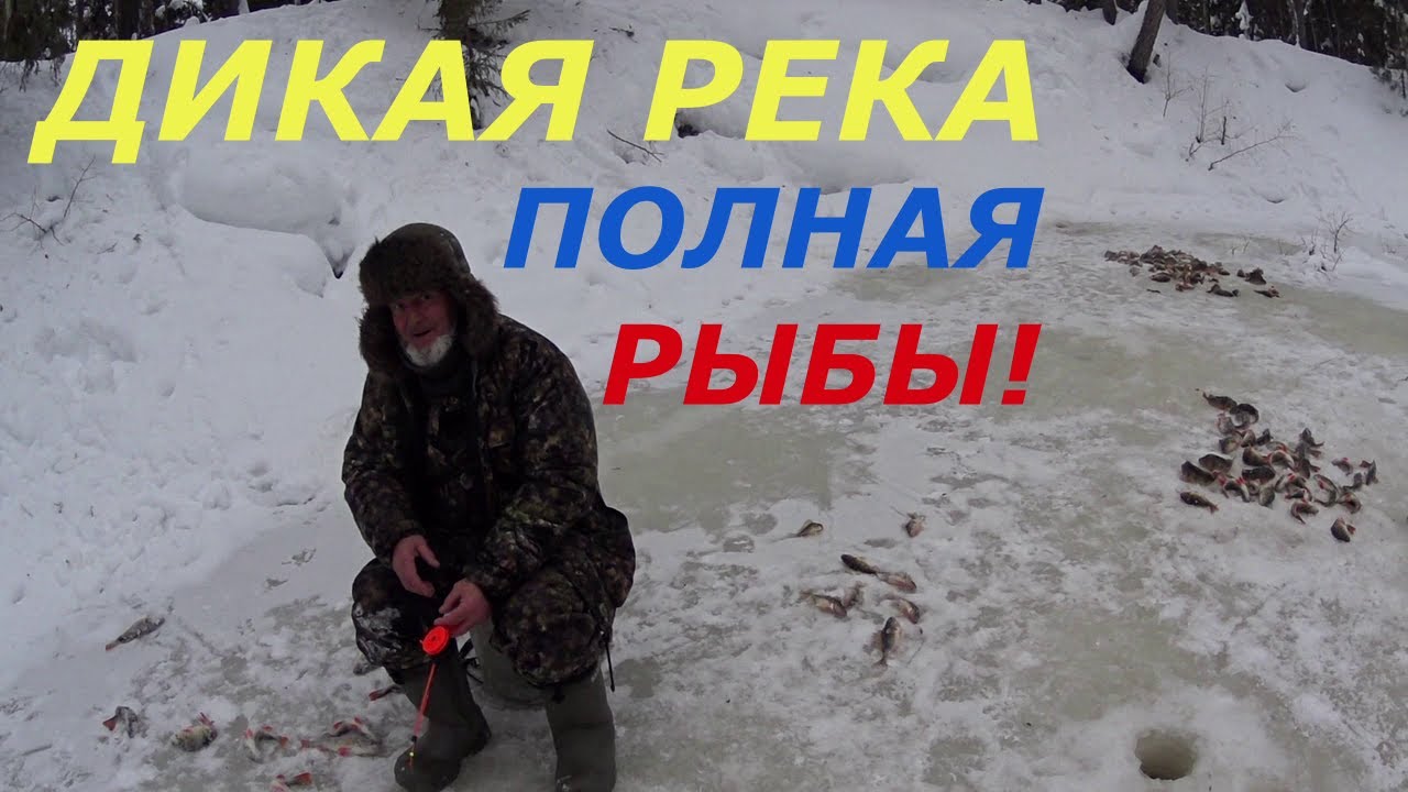Рыбалка на дикой реке. Окунь как из пулемёта.
