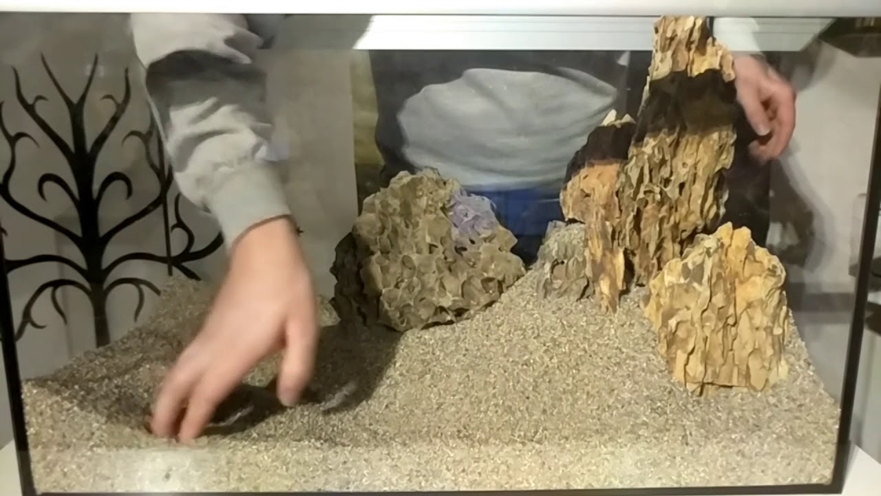 Aquascape with dragon Stone