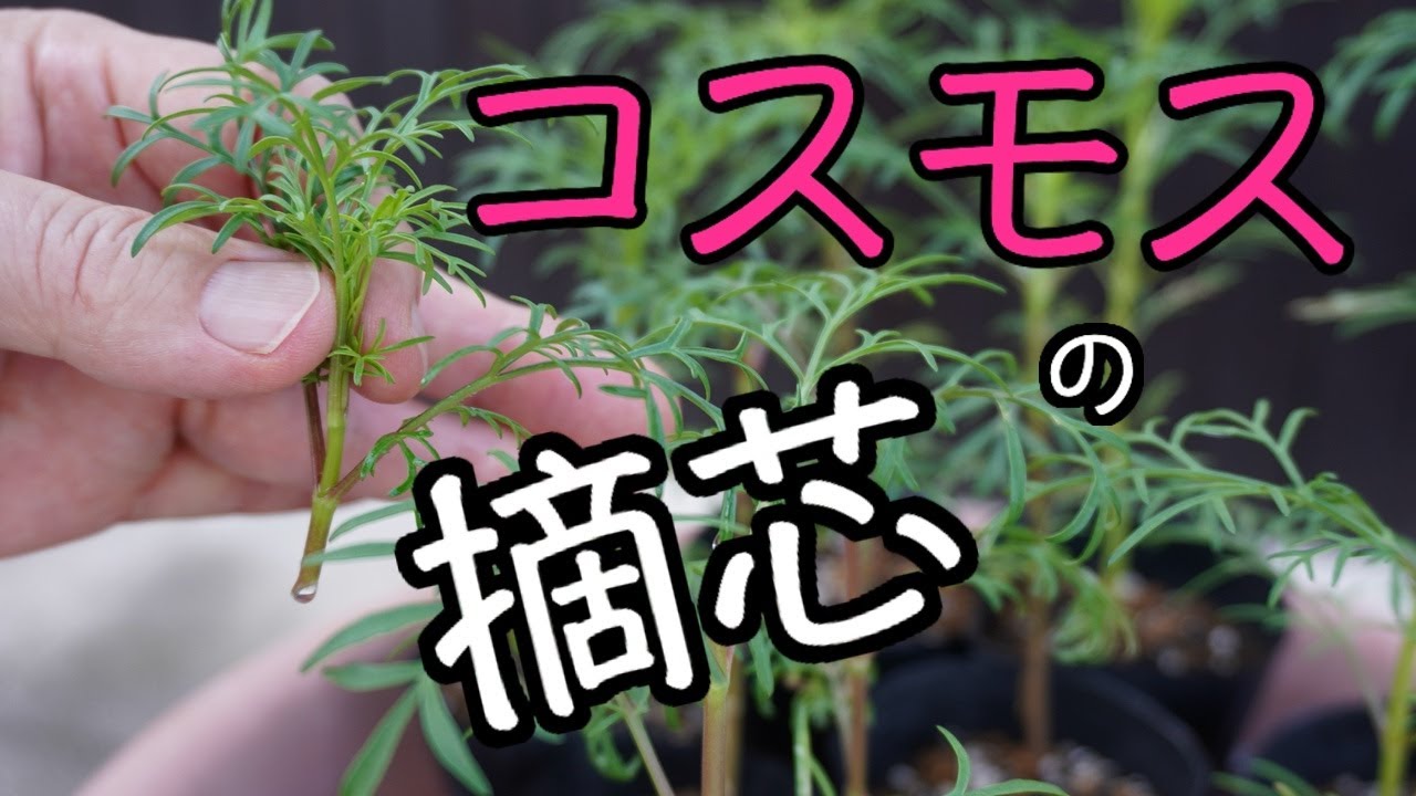８月に種まきしたコスモスの摘芯をしてみた