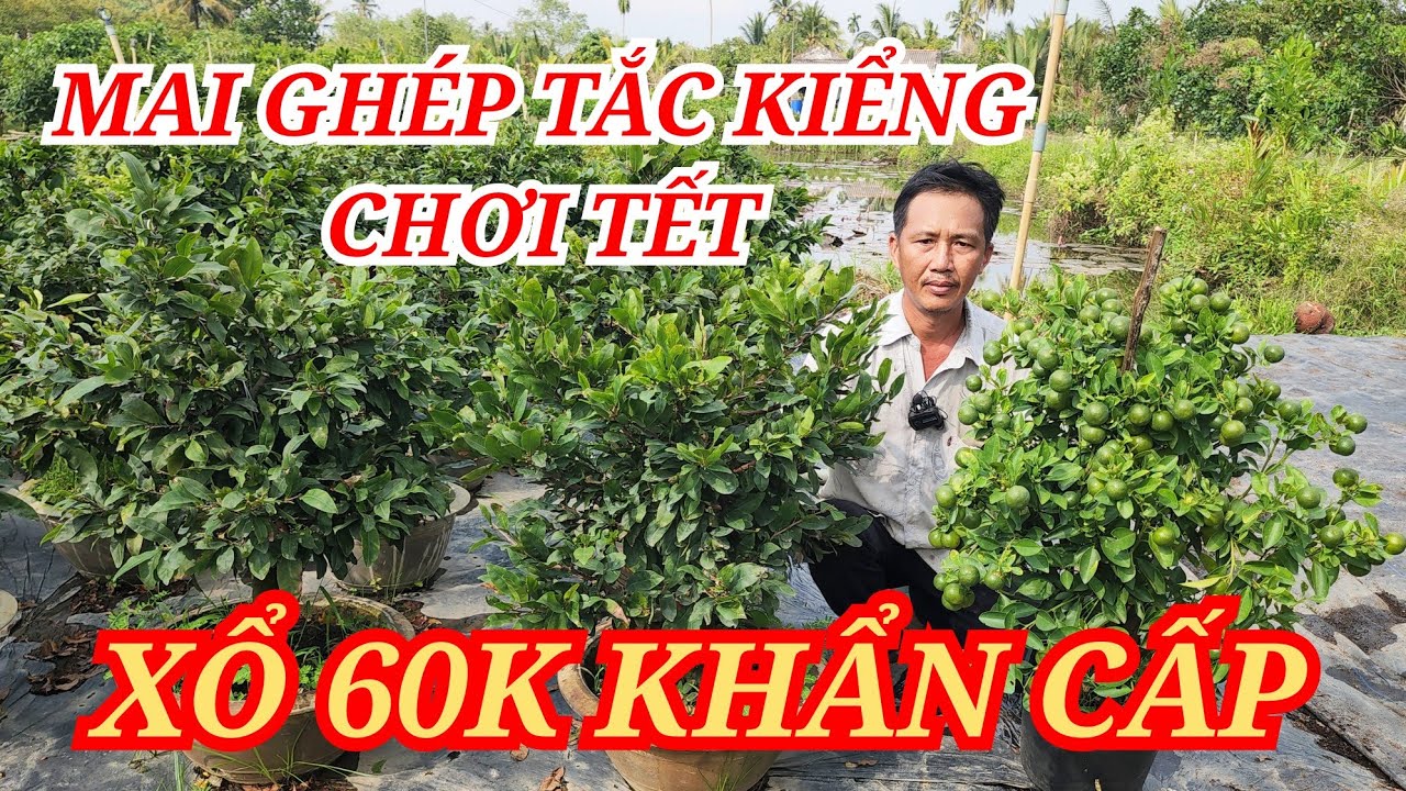 📞 ĐUA 0372629365 MAI GHÉP TẮC KIỂNG CHƠI TẾT XỔ RẺ 60K DỄ CHƠI BAO SHIP 16/01/2026 | Bến Tre Ơi