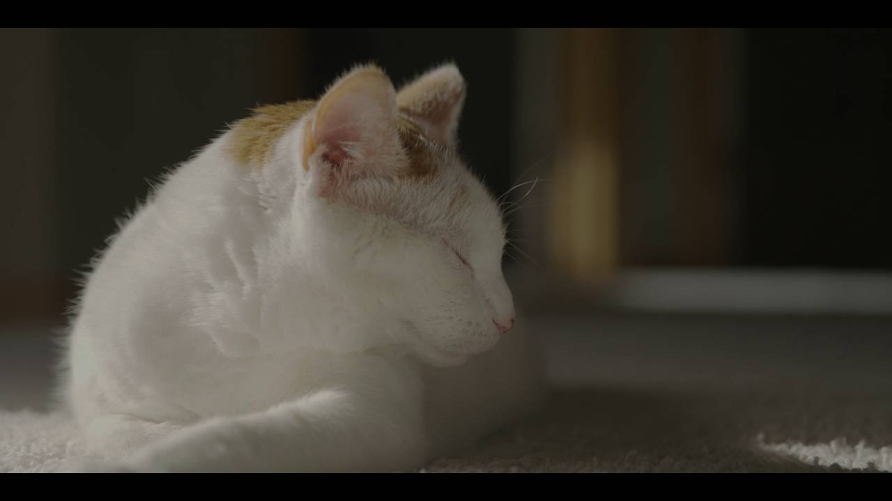 RED EPIC-W 8K to 4K workflow TEST