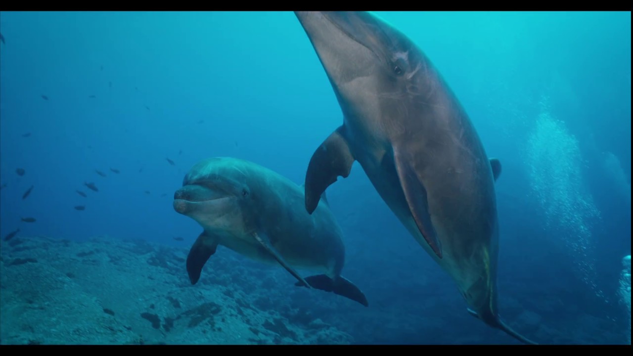 Nate and Sean | MONSTRO 8K Underwater in Socorro Islands | Sean Ruggeri | Shot on RED