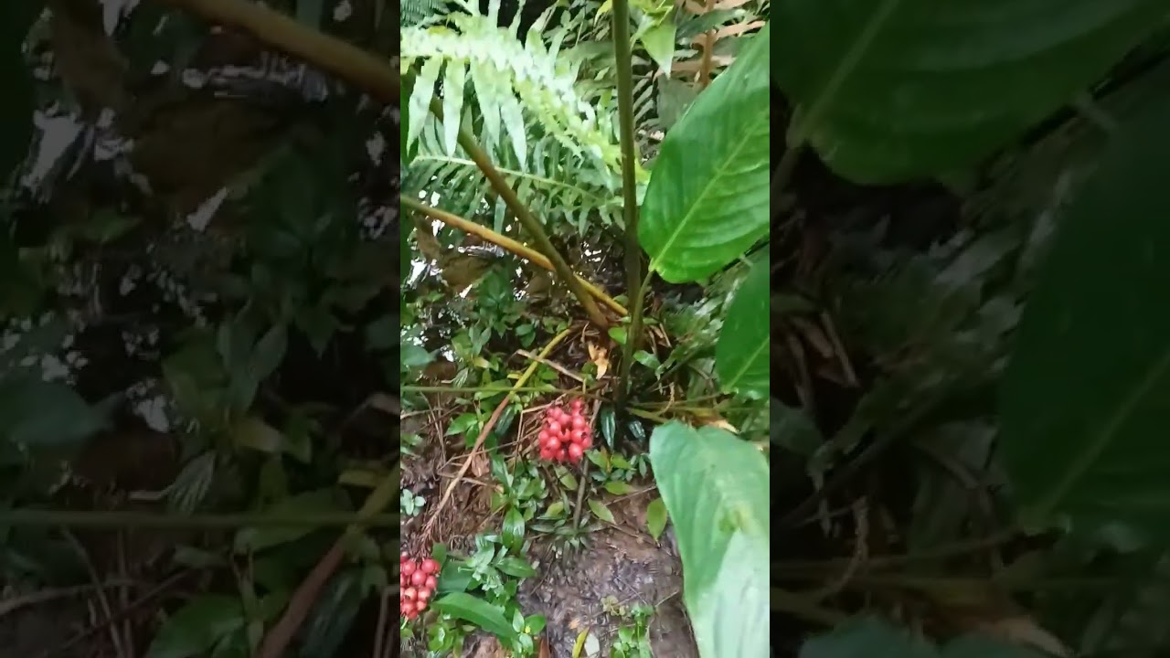 Pacova, fruto com as folhas, muito usado pela medicina popular.