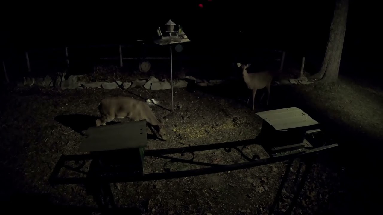 Our Night Time Friends !