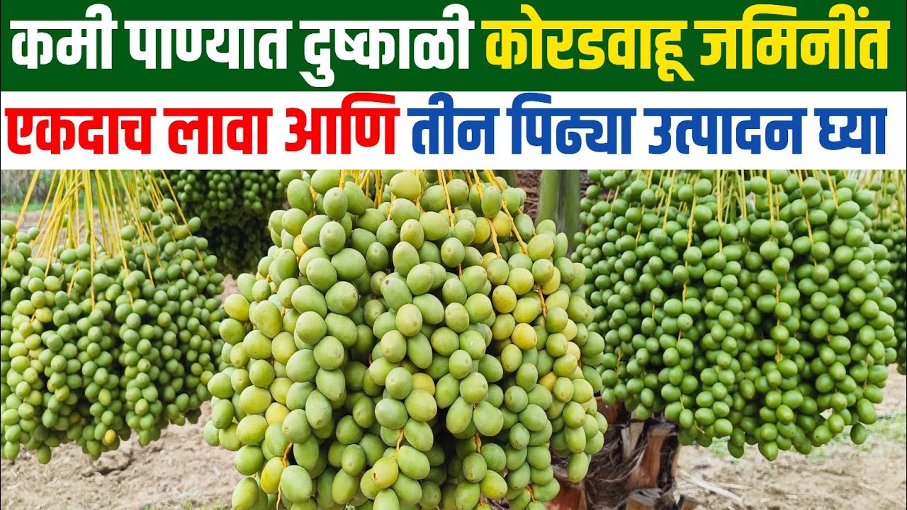 khajur sheti maharashtra | khajur sheti | खजूर शेती लागवड | khajur farming | khajur plant |