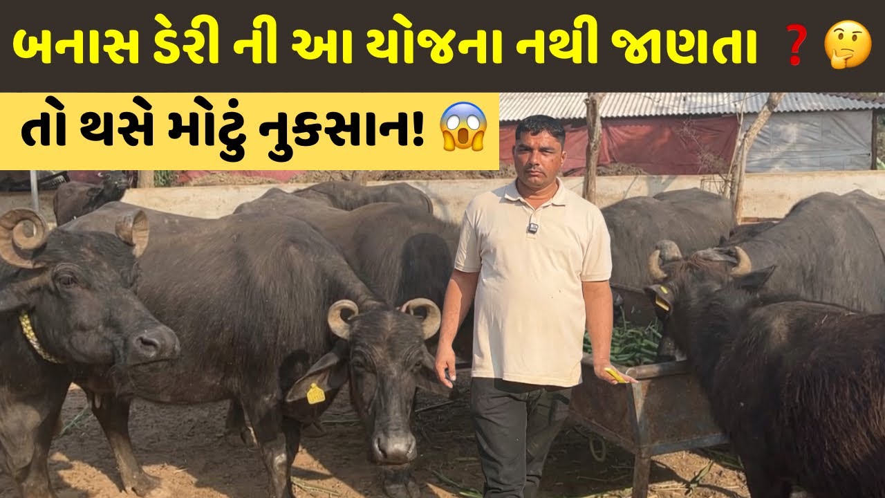 બનાસ ડેરી કર્મચારી અમૃતભાઈ પટેલ સાથે મુલાકાત 😍| બન્ની ભેંસ ઉછેર અને લાભદાયક ડેરી યોજનાઓ 🐃