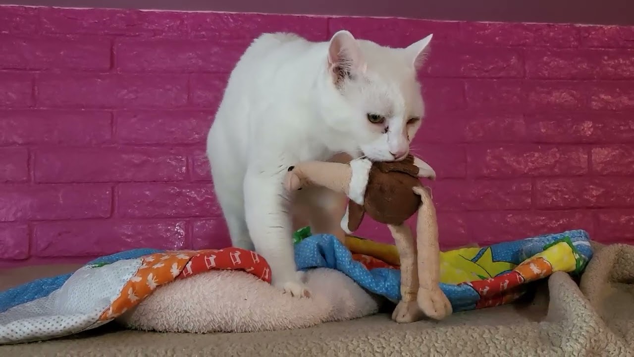Shelter cat Brody loves his Turkey!