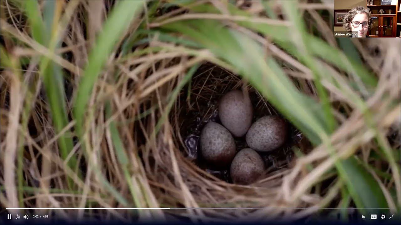 An Inside Look: Saving the Saltmarsh Sparrow