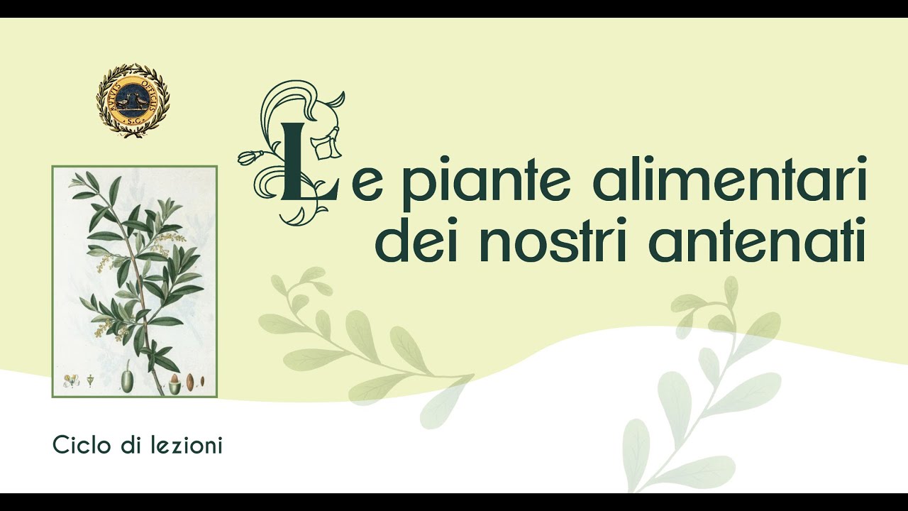 Le piante alimentari nelle collezioni botaniche. L&rsquo; olivo e la vite nell&rsquo;Erbario Micheli
