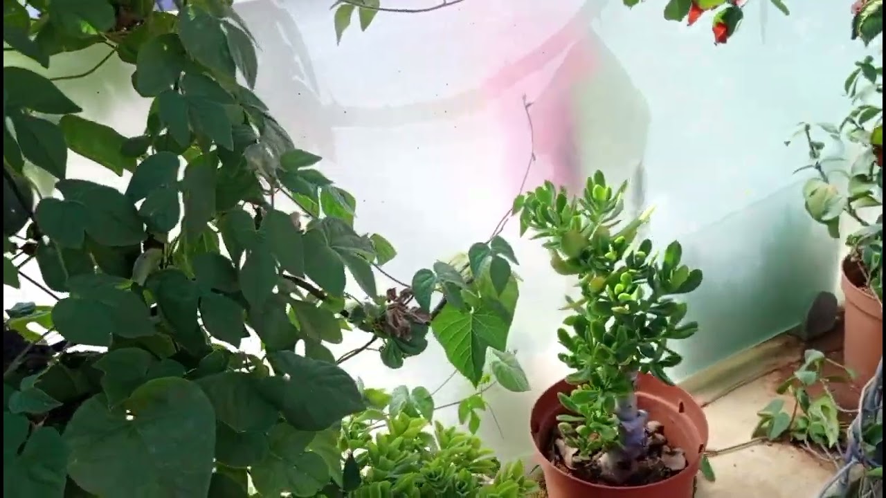 تنضيف الحديقه في فتره المساء💕