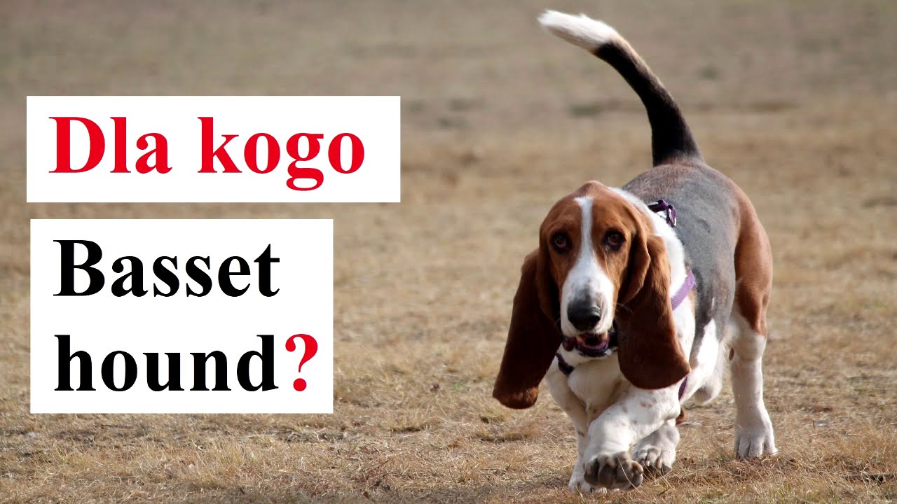 Dla kogo Basset Hound