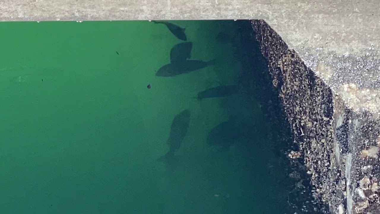豊洲ぐるり公園にチヌとシーバスが溜まってる‼️