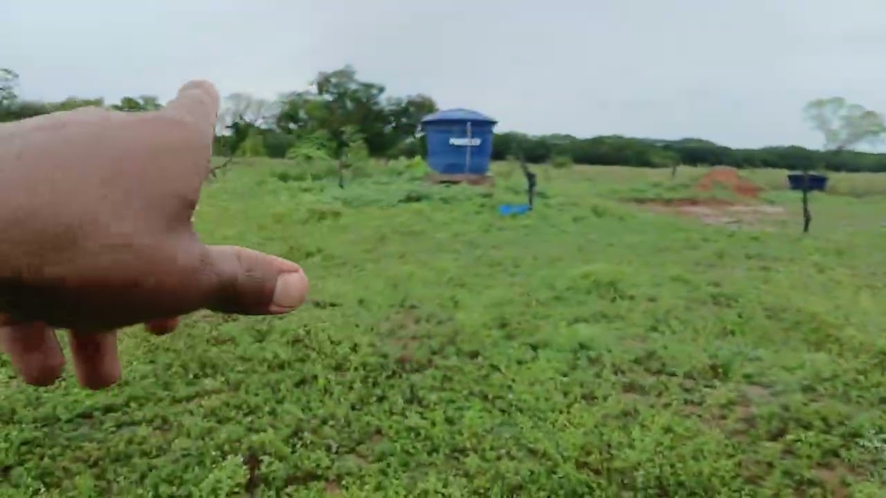 Iniciando engordar de porcos e projetos para criação de galinhas e hortaliças 
