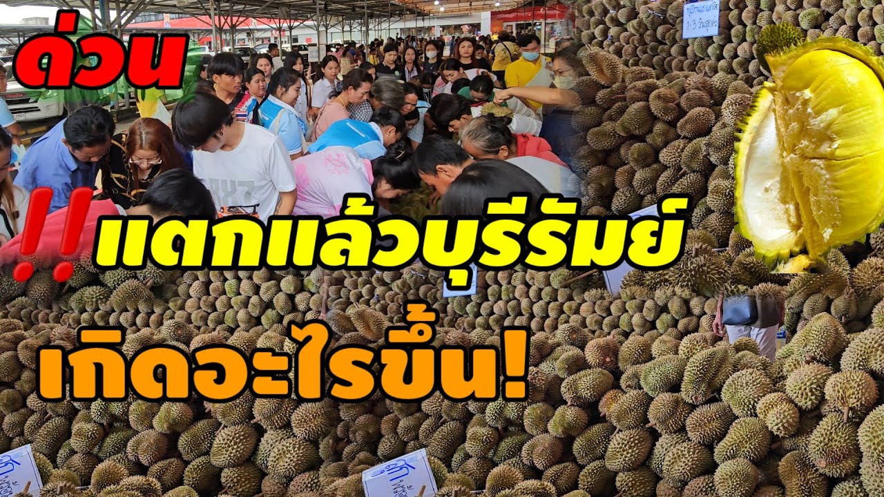 #ทุเรียนหมอนทองราคานี้คนแห่มาชื้อบุรีรัมย์#ทุเรียนหมอนทองน้องพีอาร์#พ่อค้าแม่ค้า #durian #ชาวสวน