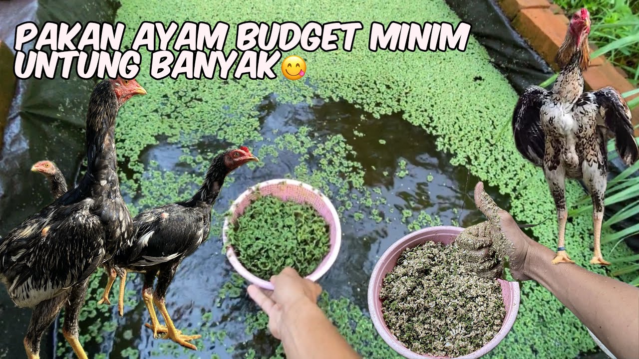 AZOLLA! Solusi Pakan Ternak Super Murah & Kaya Protein | Rutinitas Pagi